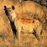 Hyena 