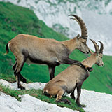  Ibex 