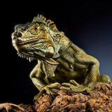  Iguana 