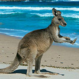  Kangaroo 