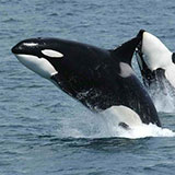  Killer Whale 