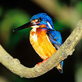  Kingfisher 