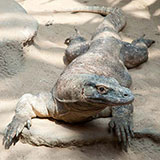  Komodo Dragon 