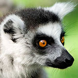  Lemur 