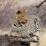  Leopard 