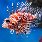  Lionfish 
