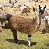  Llama 