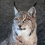  Lynx 