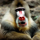  Mandrill 