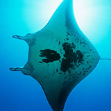  Manta Ray 