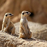  Meerkat 