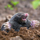  Mole 