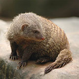  Mongoose 