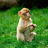  Monkey 
