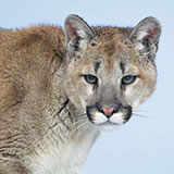  Mountain Lion 