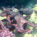  Octopus 