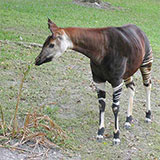  Okapi 
