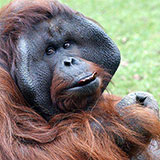  Orangutan 
