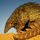  Pangolin 