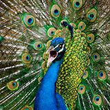  Peacock 