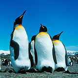  Penguin 