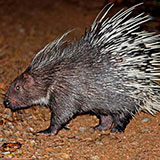  Porcupine 