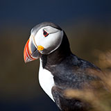  Puffin 