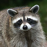  Raccoon 