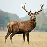  Red Deer 