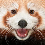  Red Panda 
