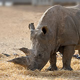  Rhino 
