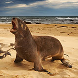  Sea Lion 