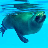  Seal 