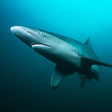  Shark 