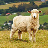  Sheep 