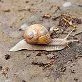  Snail 
