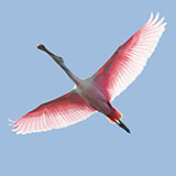  Spoonbill 
