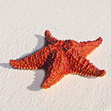  Starfish 