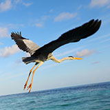  Stork 