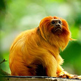  Tamarin 