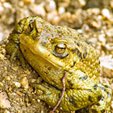  Toad 