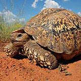  Tortoise 