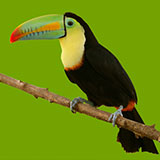  Toucan 
