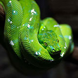  Tree Python 