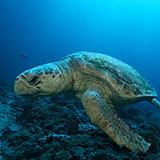  Turtle 