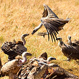  Vulture 