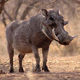  Warthog 