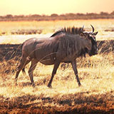  Wildebeest 