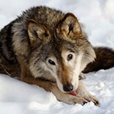  Wolf 