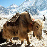  Yak 